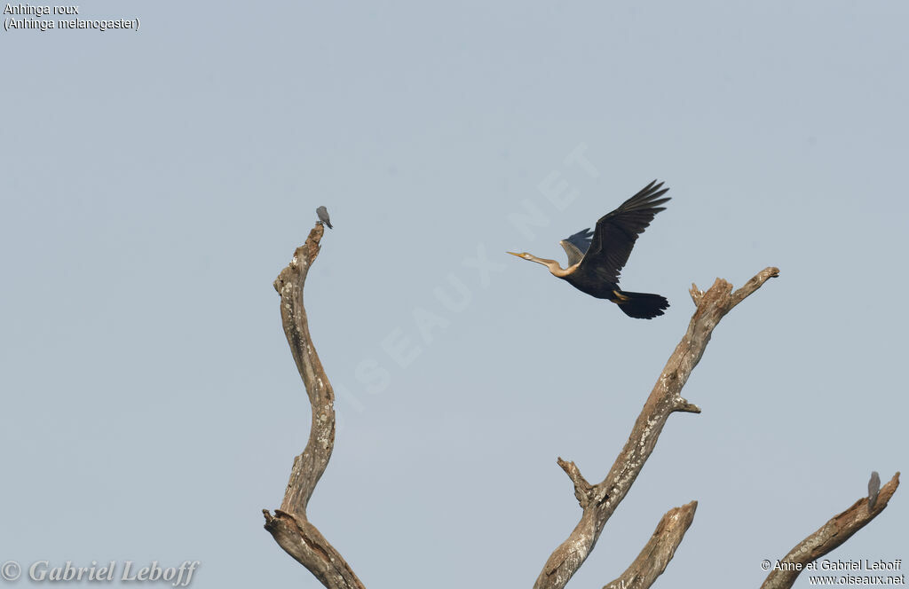 Oriental Darter