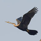 Anhinga roux