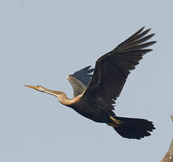 Anhinga roux