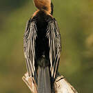 Anhinga roux