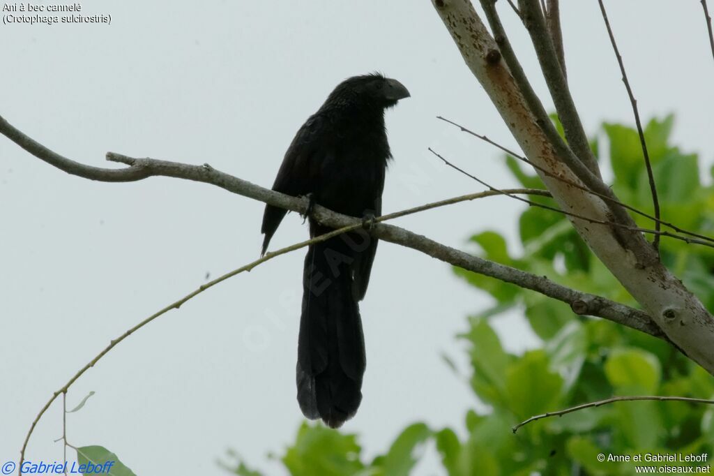 Groove-billed Aniadult