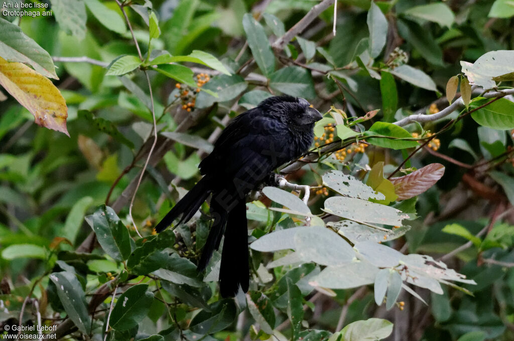 Smooth-billed Ani