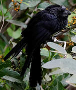 Smooth-billed Ani