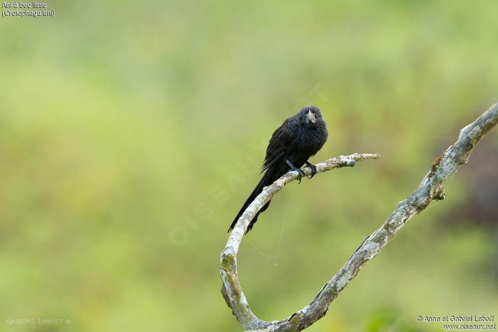 Smooth-billed Ani