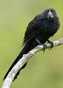 Smooth-billed Ani