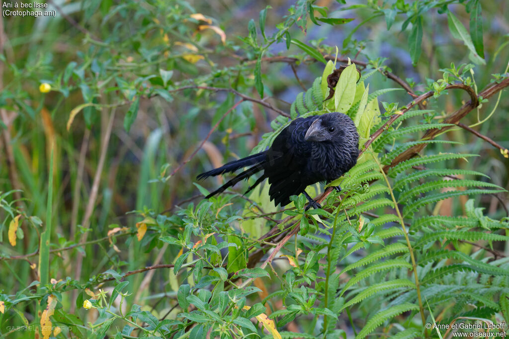 Smooth-billed Ani