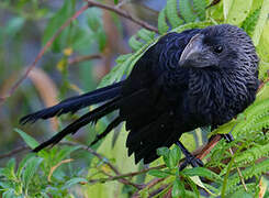 Smooth-billed Ani