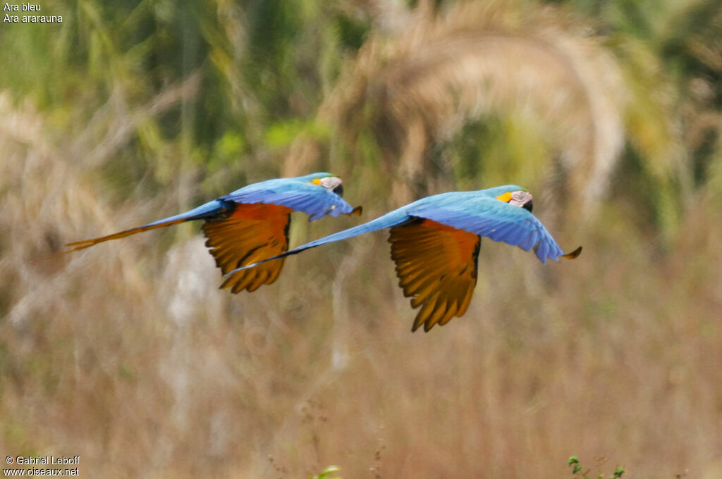 Blue-and-yellow Macaw