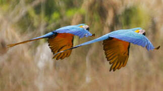 Blue-and-yellow Macaw