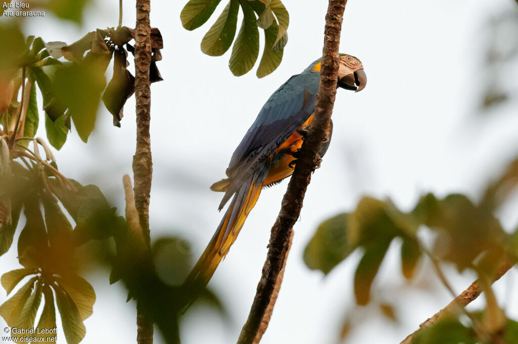 Blue-and-yellow Macaw