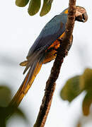 Blue-and-yellow Macaw