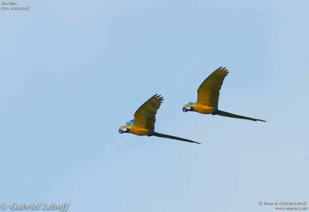 Blue-and-yellow Macaw