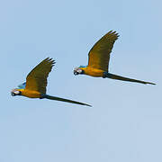 Blue-and-yellow Macaw