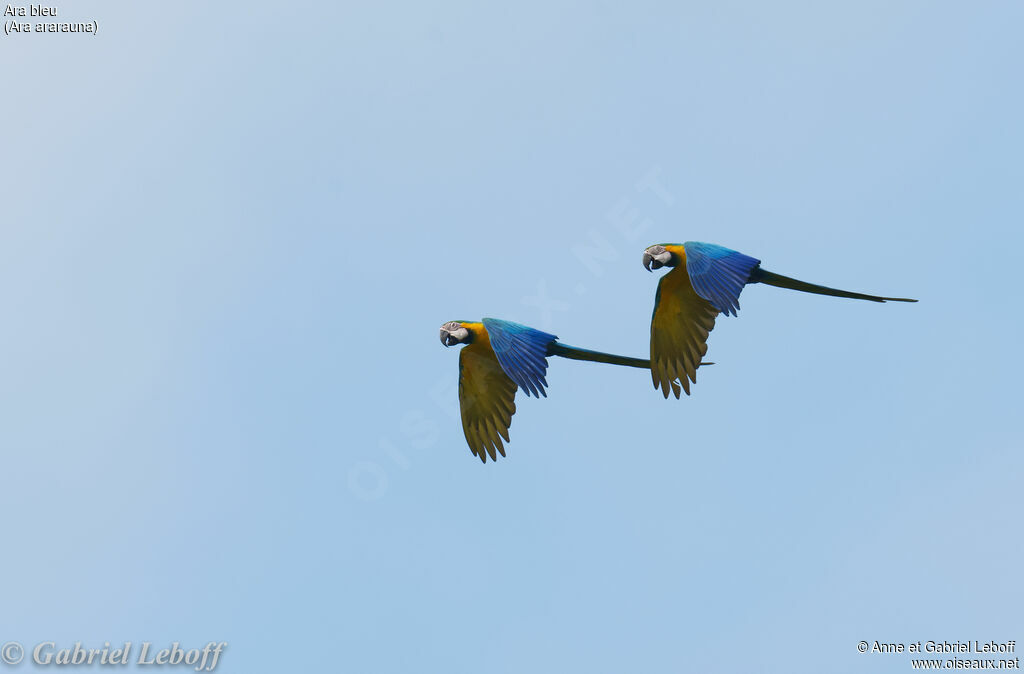 Blue-and-yellow Macaw