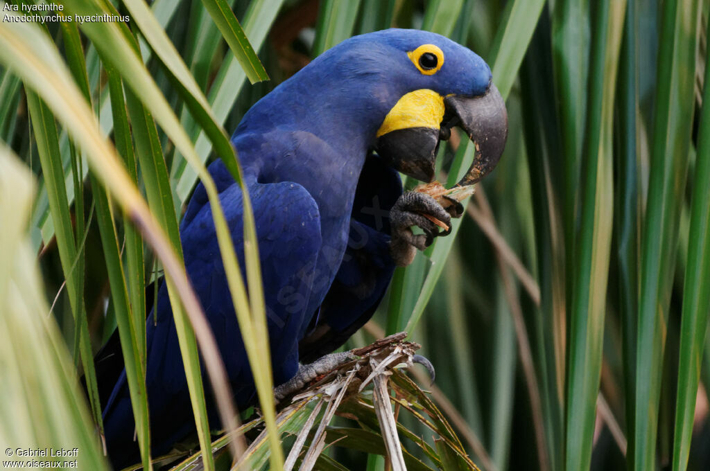 Hyacinth Macaw