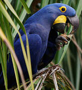 Hyacinth Macaw