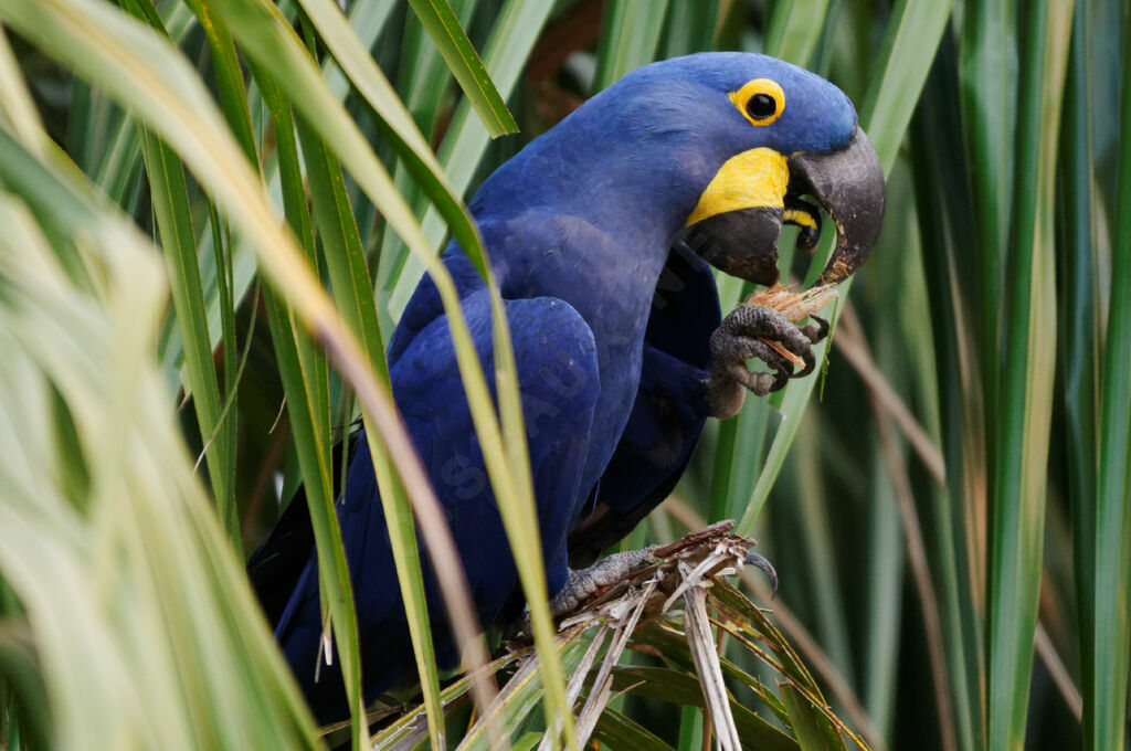 Hyacinth Macaw