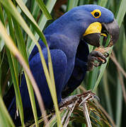 Hyacinth Macaw