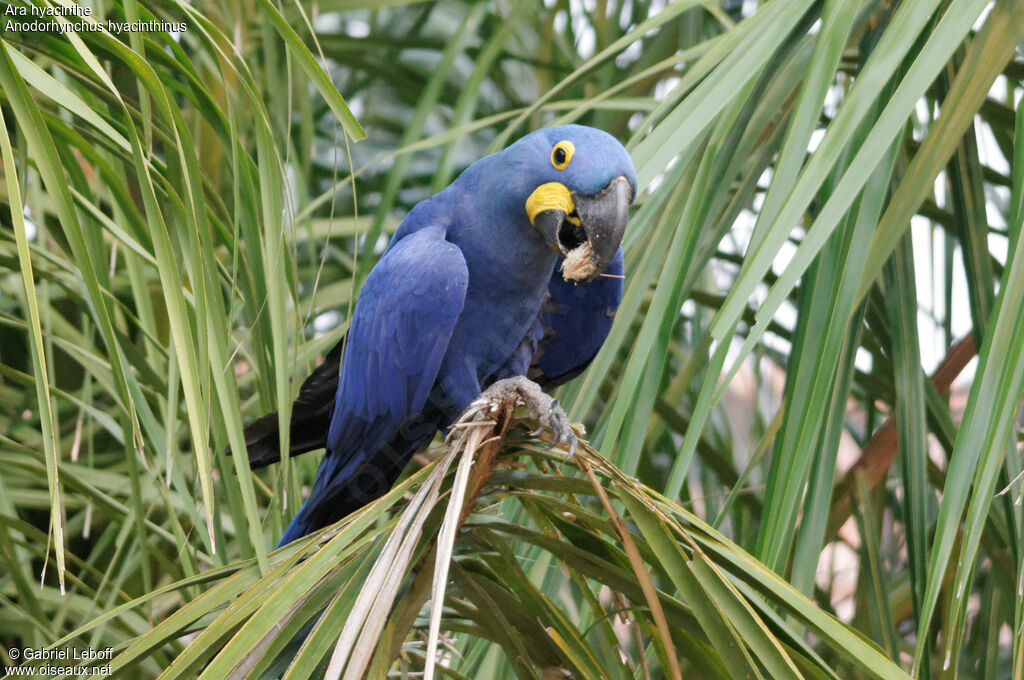 Hyacinth Macaw