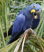 Hyacinth Macaw