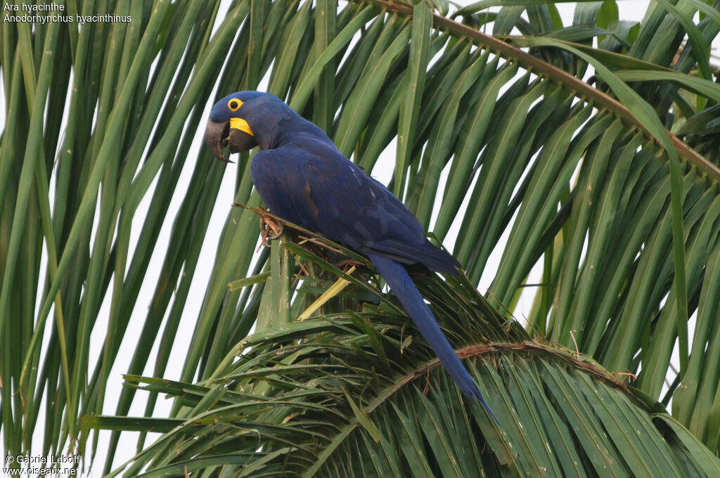 Hyacinth Macaw