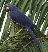 Hyacinth Macaw