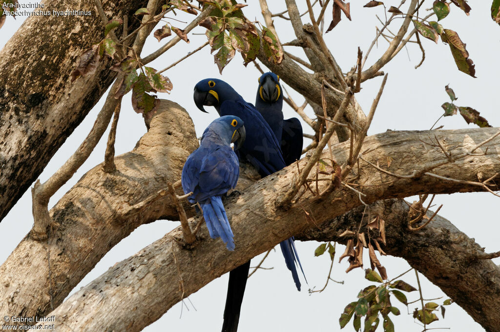 Hyacinth Macaw