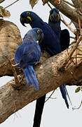 Hyacinth Macaw