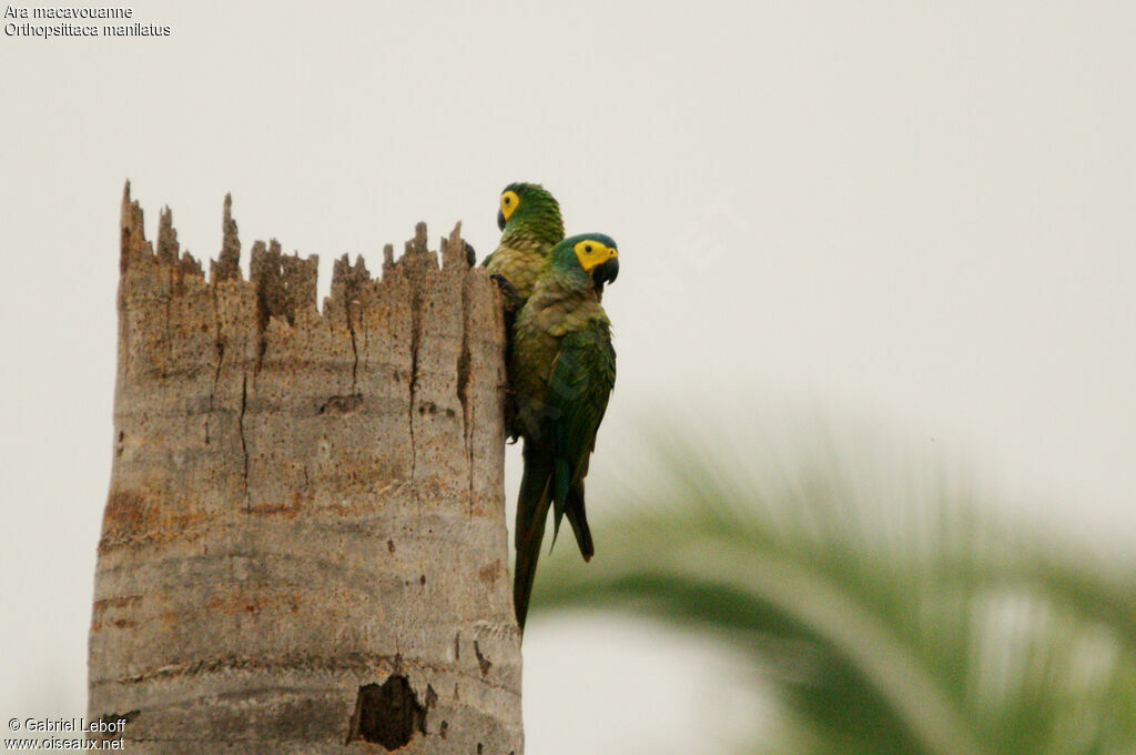 Red-bellied Macaw