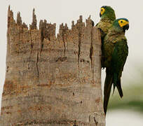 Red-bellied Macaw