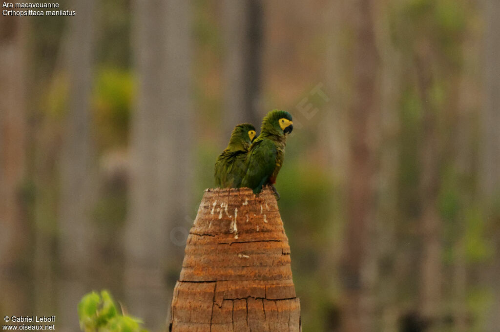 Red-bellied Macaw