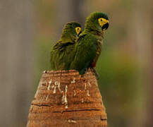 Red-bellied Macaw