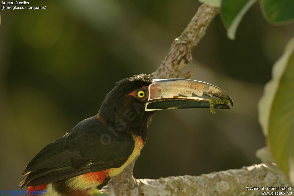 Collared Aracariadult