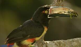 Collared Aracari