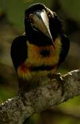 Collared Aracari