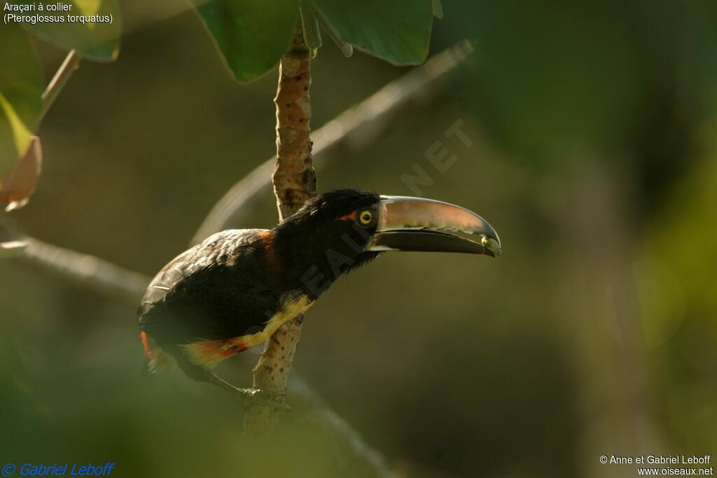 Collared Aracariadult