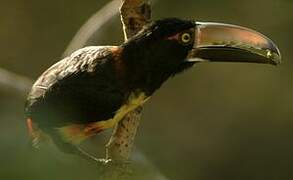 Collared Aracari