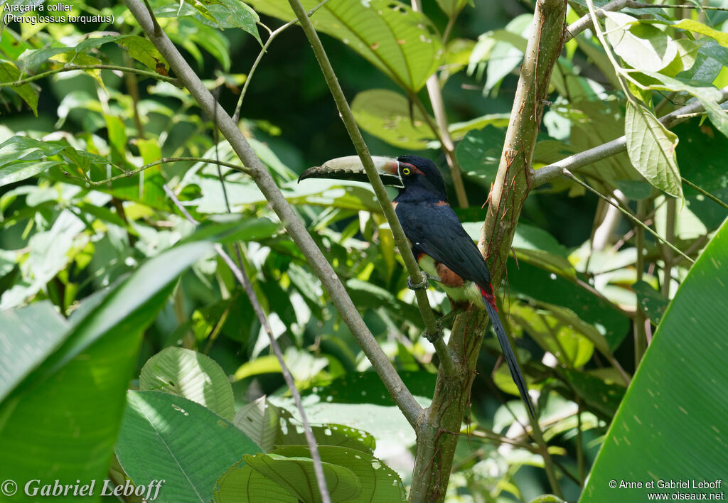 Collared Aracari