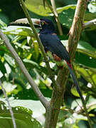 Collared Aracari