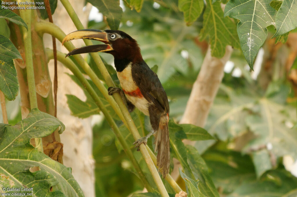 Chestnut-eared Aracari