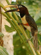 Chestnut-eared Aracari