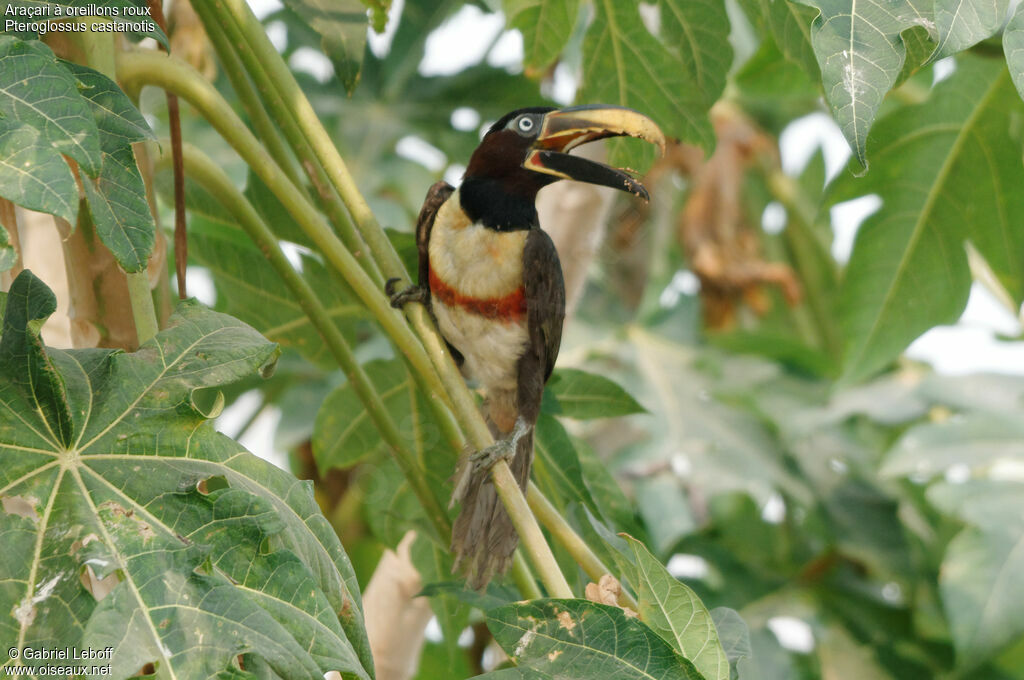 Chestnut-eared Aracari