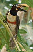 Chestnut-eared Aracari