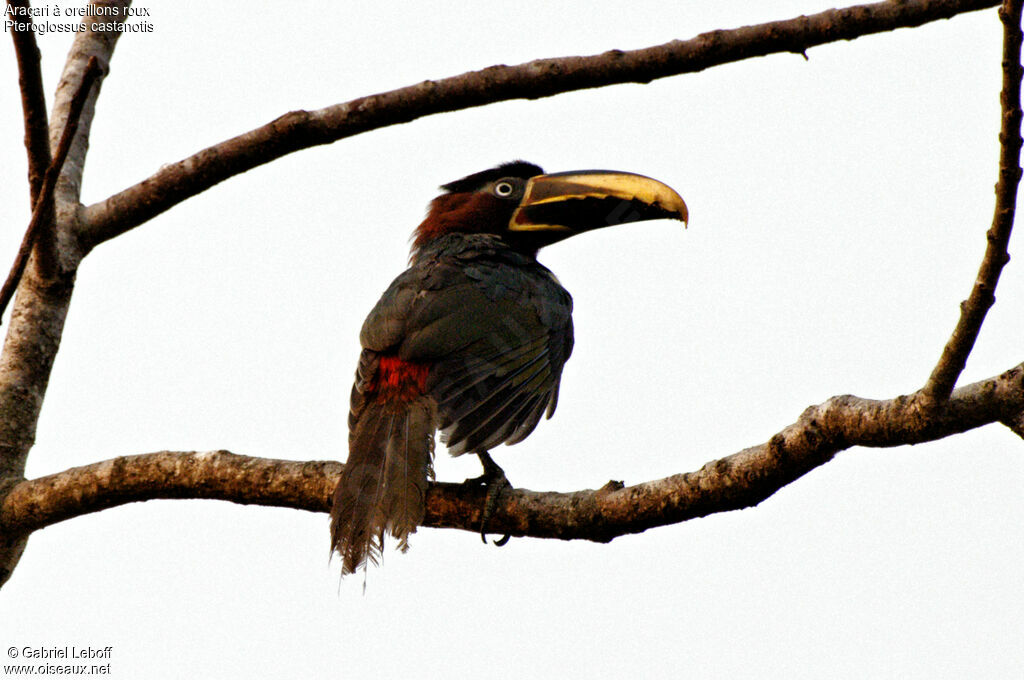 Araçari à oreillons roux