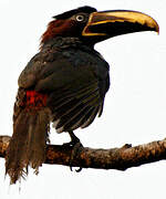 Chestnut-eared Aracari