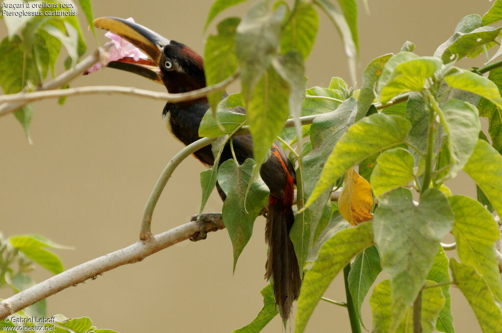 Chestnut-eared Aracari