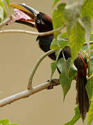 Chestnut-eared Aracari