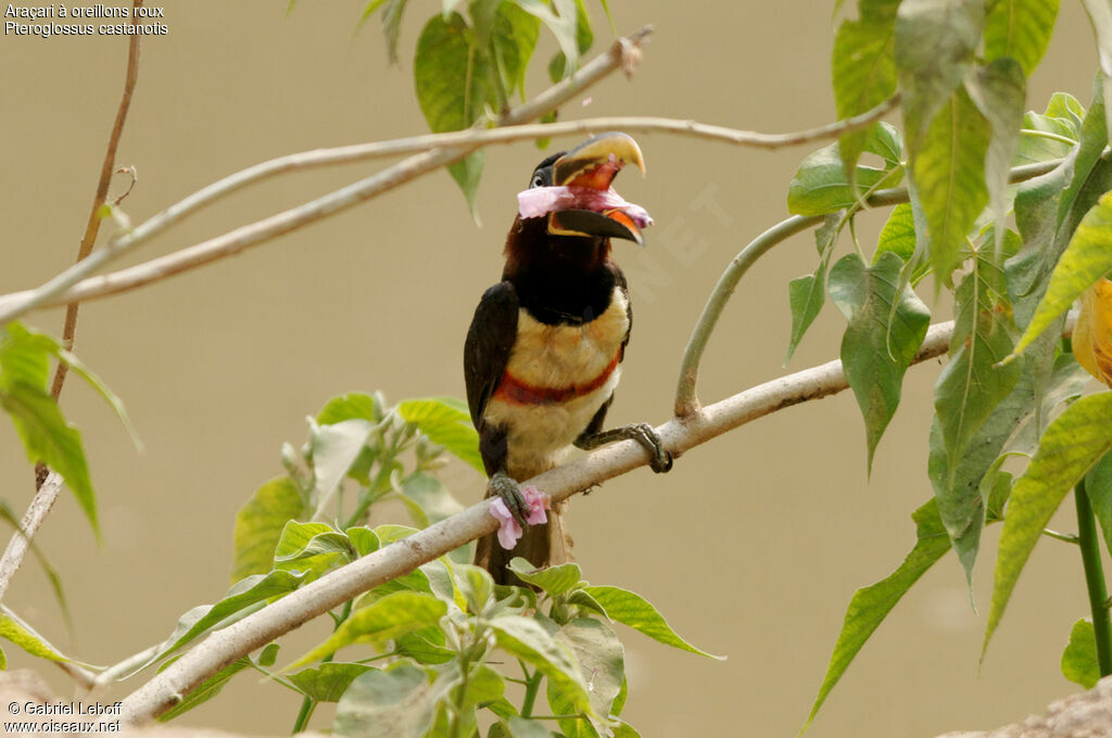 Chestnut-eared Aracari