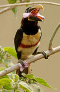 Chestnut-eared Aracari