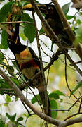 Chestnut-eared Aracari